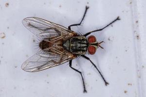 Adult Bristle Fly photo