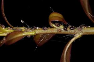 Group of small brown aphids photo