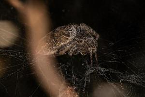 Adult Female Tropical Tent-web Spider photo