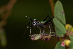 ninfa de saltamontes foto