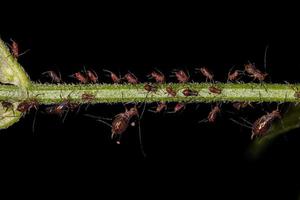 Group of small red aphids photo