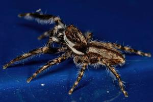 Adult Male Gray Wall Jumping Spider photo