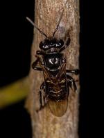 Adult Stingless Bee photo