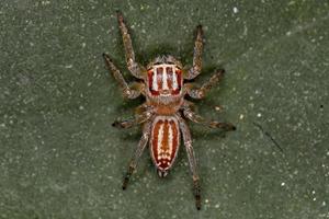 pequeña araña saltadora hembra foto