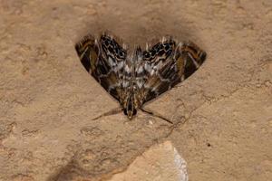 Adult Crambid Moth photo