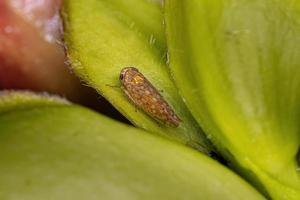 Adult Typical Leafhopper photo