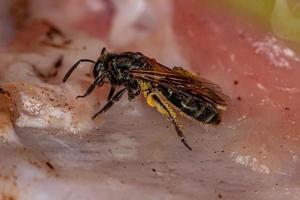 Adult Sweat Bee photo