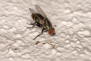 Adult Flesh Fly photo