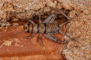 Male Field Cricket photo