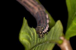 Macroglossine Sphinx Moth Caterpillar photo