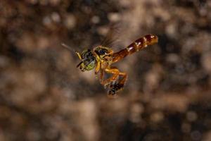 Adult Jatai bee photo