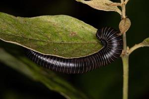 adult millipede arthropod photo