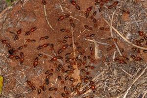 termitas adultas de hocico mandibular foto