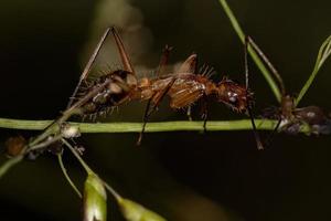 Adult Female Carpenter Ant photo