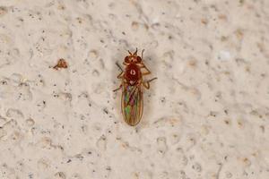 Adult Acalyptrate Fly photo
