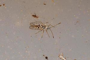 Small Lace Bug photo