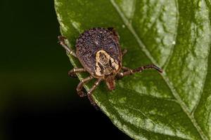 Female Adult Cayenne Tick photo