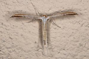 Adult Plume Moth photo