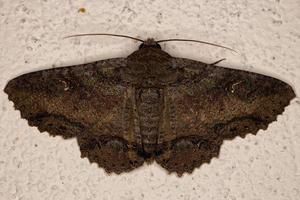 Adult Underwing moth photo