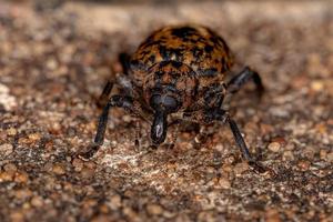 Adult True Weevil photo