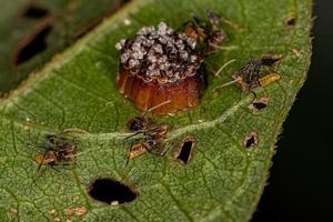 Assassin Bug Nymphs with eggs photo