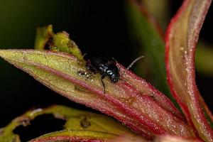 Adult Leaf Beetle photo