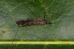 mosca grulla limonide adulta foto