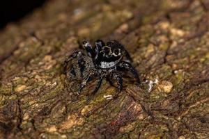 pequeña araña saltadora foto