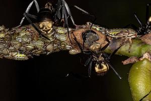 Female Adult Shimmering Golden Sugar Ant with Aetalionid Treehopper Nymphs photo