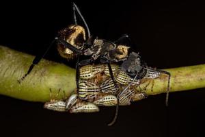 Hembra adulta brillante hormiga de azúcar dorada con ninfas aetalionid treehopper foto
