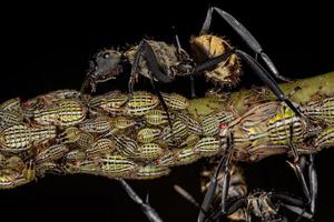 Hembra adulta brillante hormiga de azúcar dorada con ninfas aetalionid treehopper foto