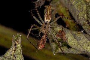 araña lince hembra adulta que se aprovecha de un insecto de planta sin olor foto