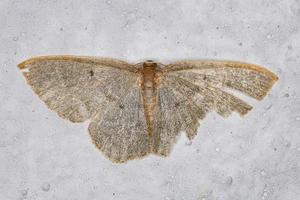 Adult Geometer Moth photo