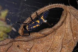 larva de escarabajo asiático foto