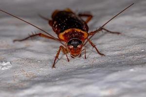 cucaracha americana adulta foto