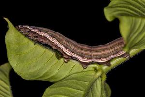 Macroglossine Sphinx Moth Caterpillar photo