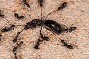 hormigas locas adultas de cuernos largos atacando a una reina de hormigas piramidales foto