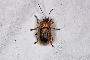 Adult Leaf Beetle photo