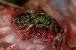 Adult Augochlorine Sweat Bee photo