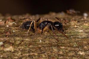 Adult Female Carpenter Ant photo