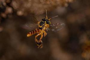 Adult Jatai bee photo