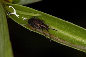 Adult Leaf Beetle photo