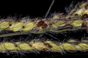 Group of small brown aphids photo