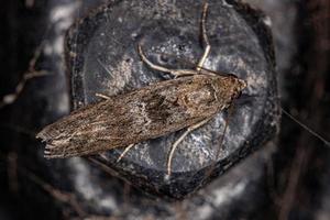 Adult Pyralid Snout Moth photo