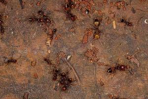 hormigas de fuego adultas
