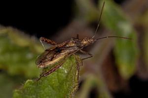 Adult Scentless Plant Bug photo