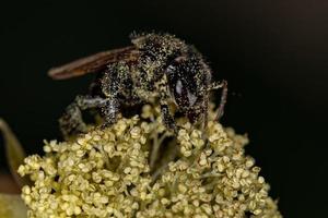 Adult Female Stingless Bee photo