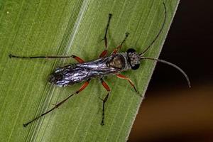 avispa araña adulta foto