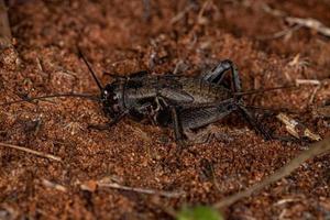 Field Cricket Nymph photo