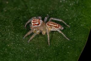 pequeña araña saltadora hembra foto